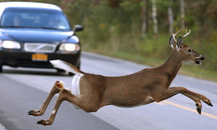 Awkwards_Travel Captures An Accident Involving SUV & Deer